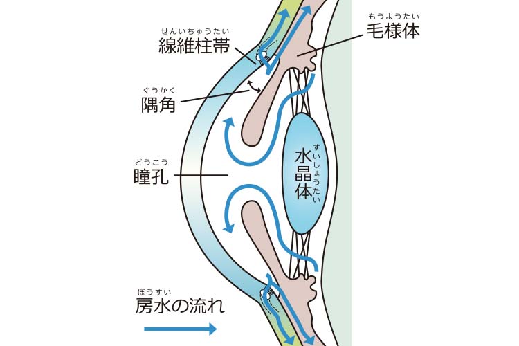 房水の流れ