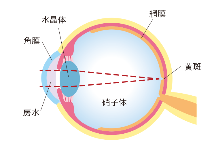 眼球断面図